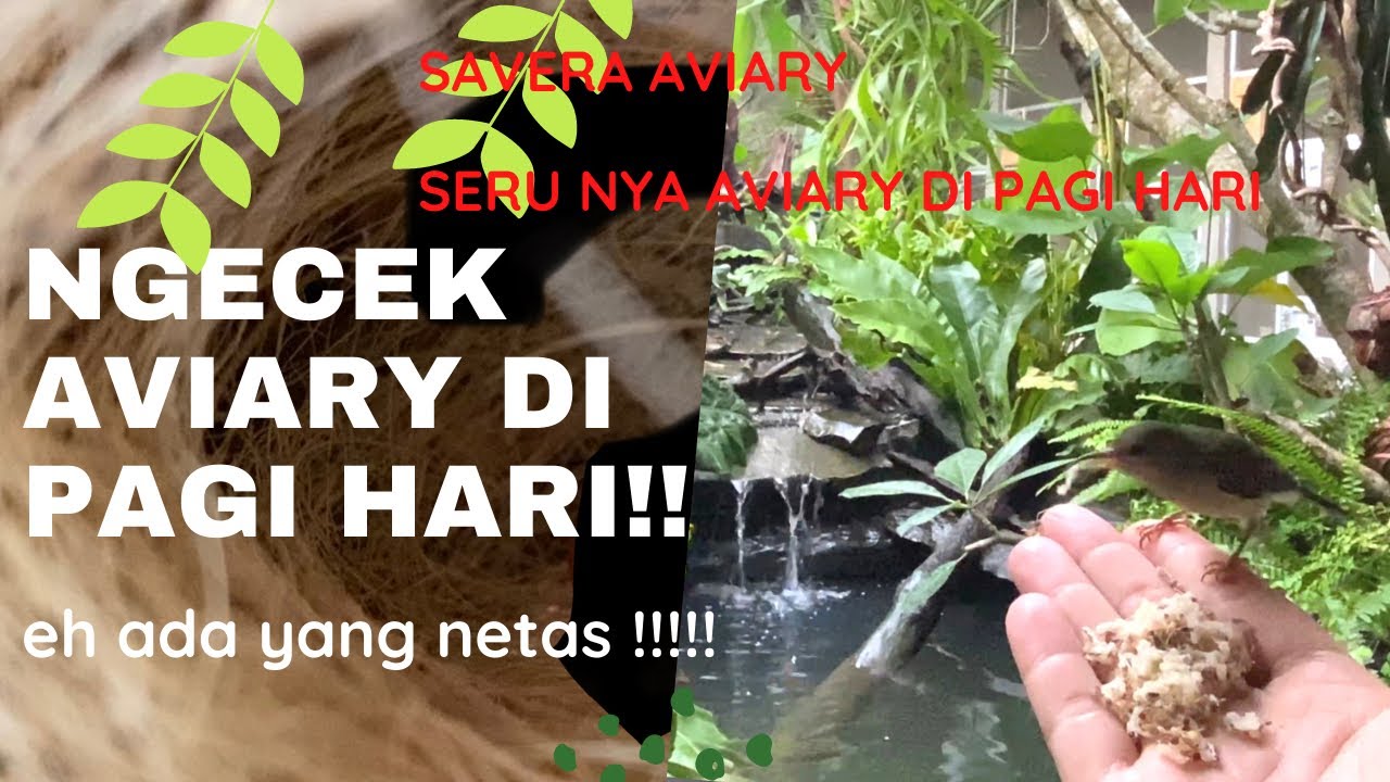 Keseruan aviary di pagi hari - eh ada yang netes !!!