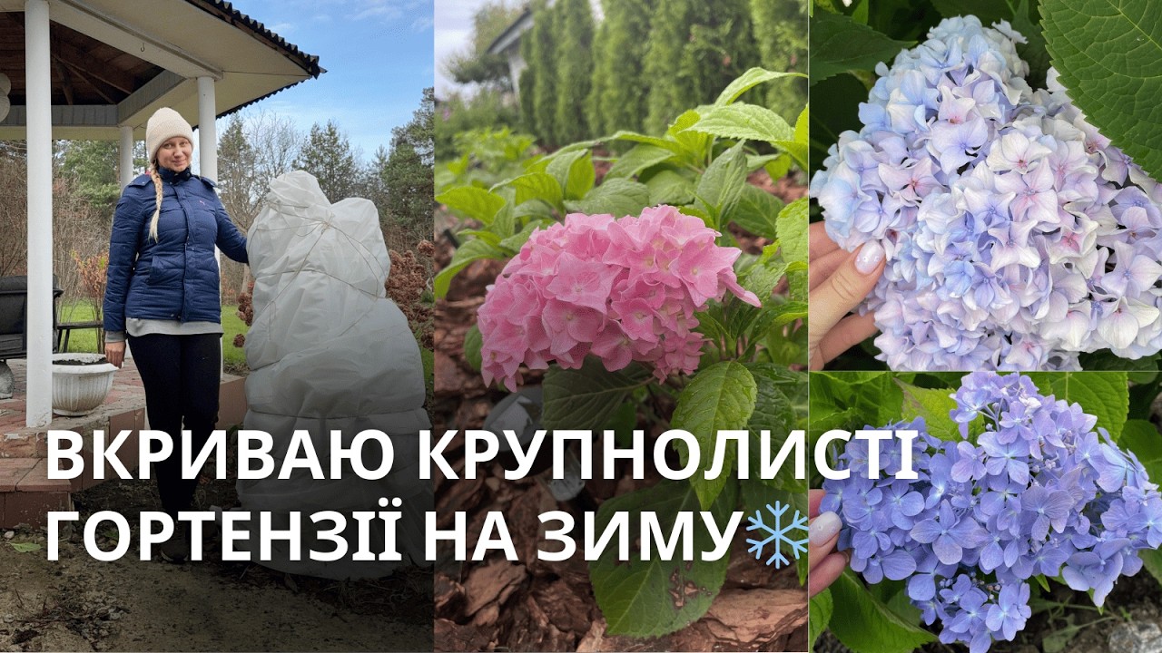 ✨Укриття КРУПНОЛИСТИХ ГОРТЕНЗІЙ — КРОК ЗА КРОКОМ! Цей спосіб ніколи не підводить!👌