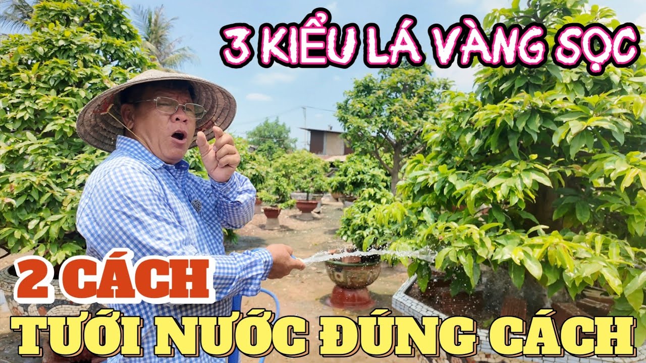 Mùa mưa ghi nhớ 3 kiểu bệnh lá sọc vàng Út Đực chia sẻ 2 cách nhìn lá mai héo để tưới nước đúng cách