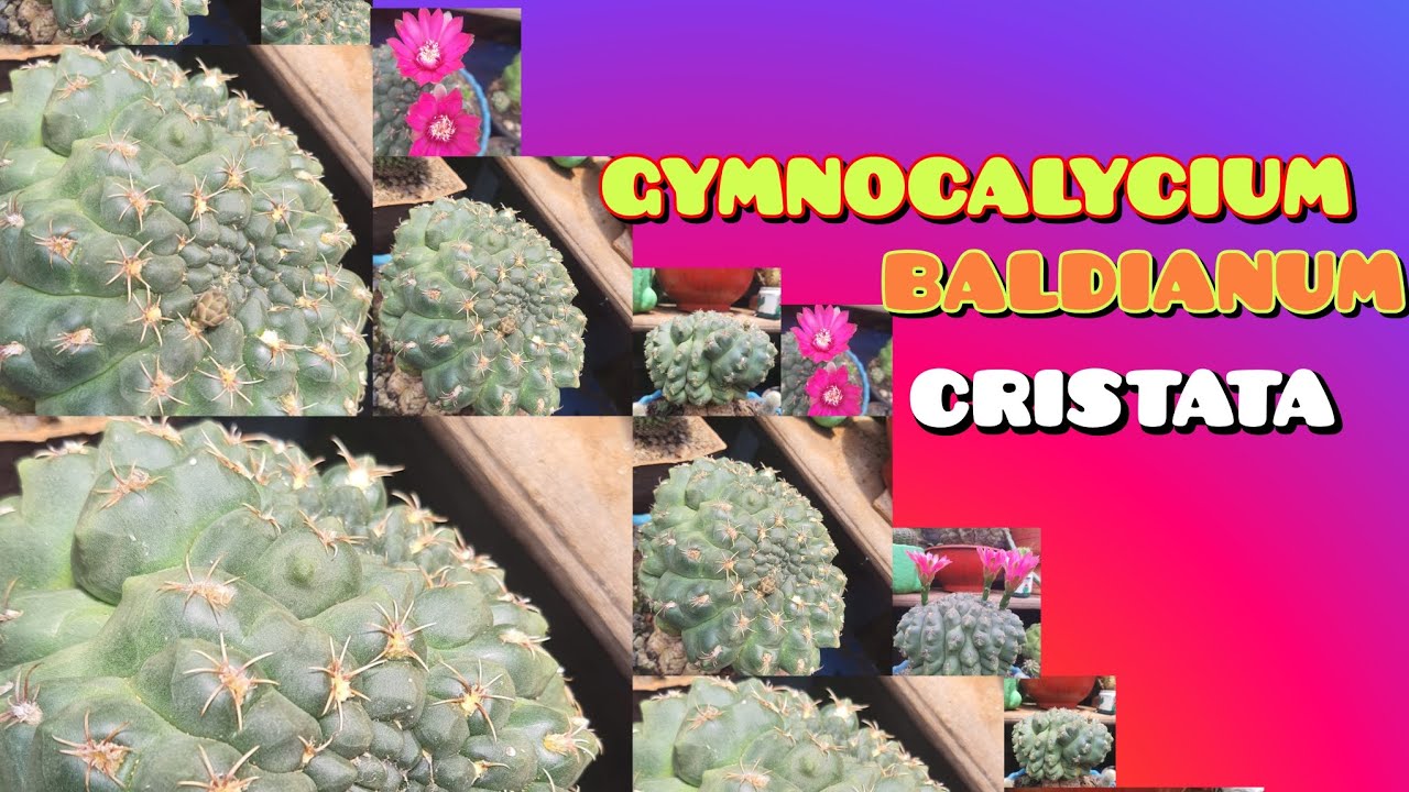 Gymnocalycium Baldianum Cristata: Gymnocalycium Raro da Minha Coleção!