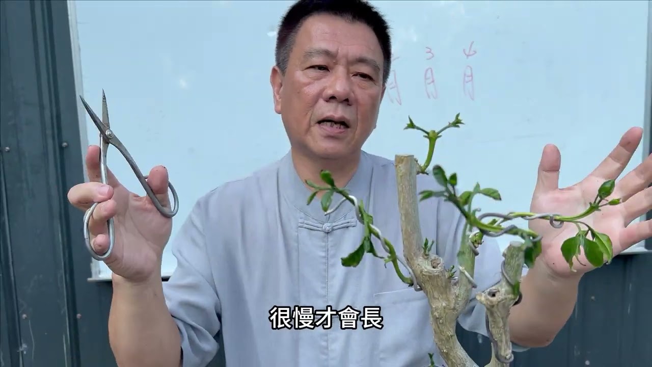種植盆景（栽）就跟農夫一樣每一季都有每一季該做的工作，你知道分別是哪些嗎？就讓老師依照季節來告訴你（妳）該做些什麼吧！四季管理重點EP1(春耕篇）#林慶祥盆景藝術創作教學#Bonsai