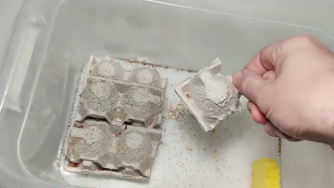 December 2025. Moving Turkmen cockroaches from an incubator to a large container.