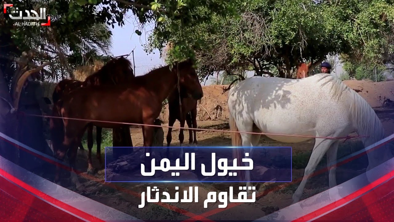 خيول اليمن.. حرفة وهواية تقاوم انعكاسات الحرب والاندثار