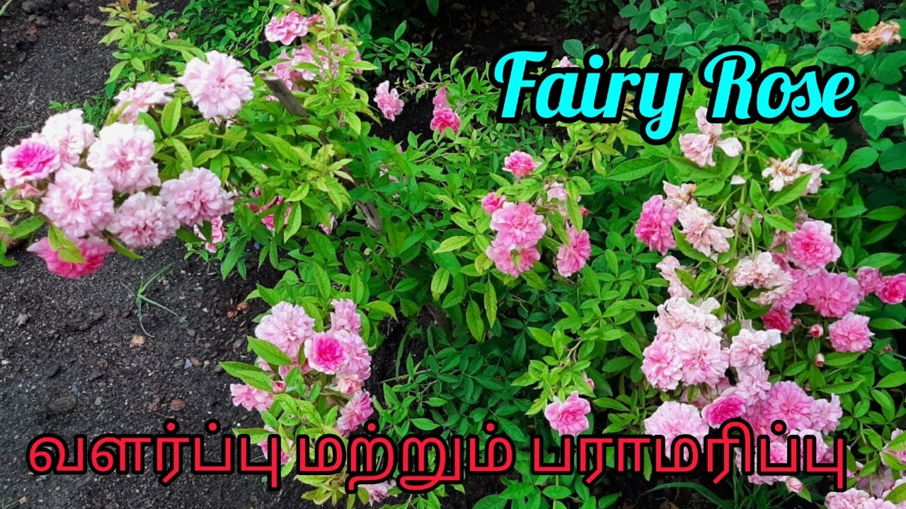 Fairy Rose வளர்ப்பு மற்றும் பராமரிப்பு/ Growing tips in Tamil