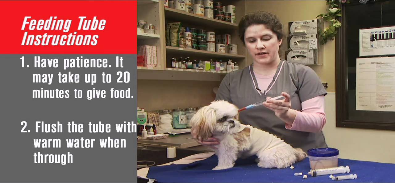 How to Tube Feed Your Pet