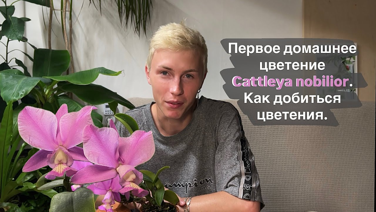 Первое цветение моей Cattleya nobilior. 