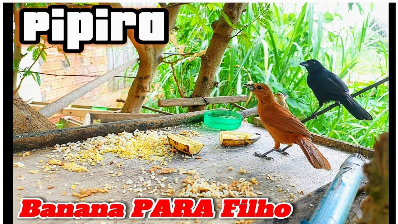 Pipira ALIMENTO PARA Filhote, Pardais e CAMBACICA #observacaodeaves #passaroslivres