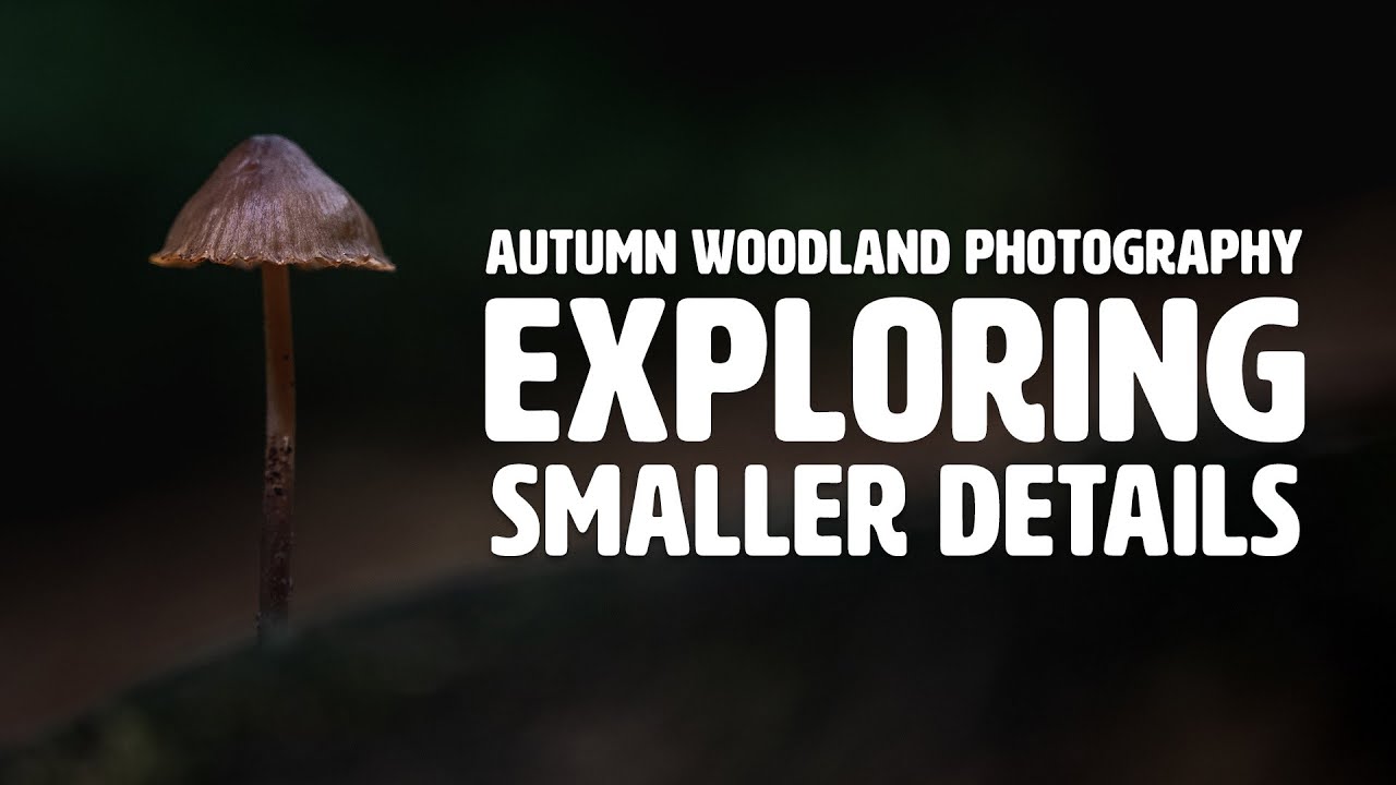 Autumn woodland macro  photography: Exploring smaller details