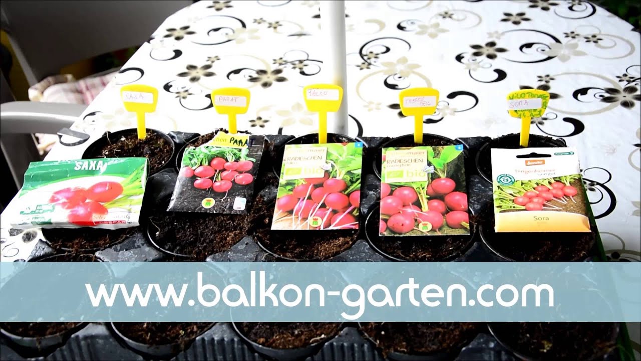 5 Radieschen Sorten im Test - Balkon Garten Sommer 2016 Teil 1