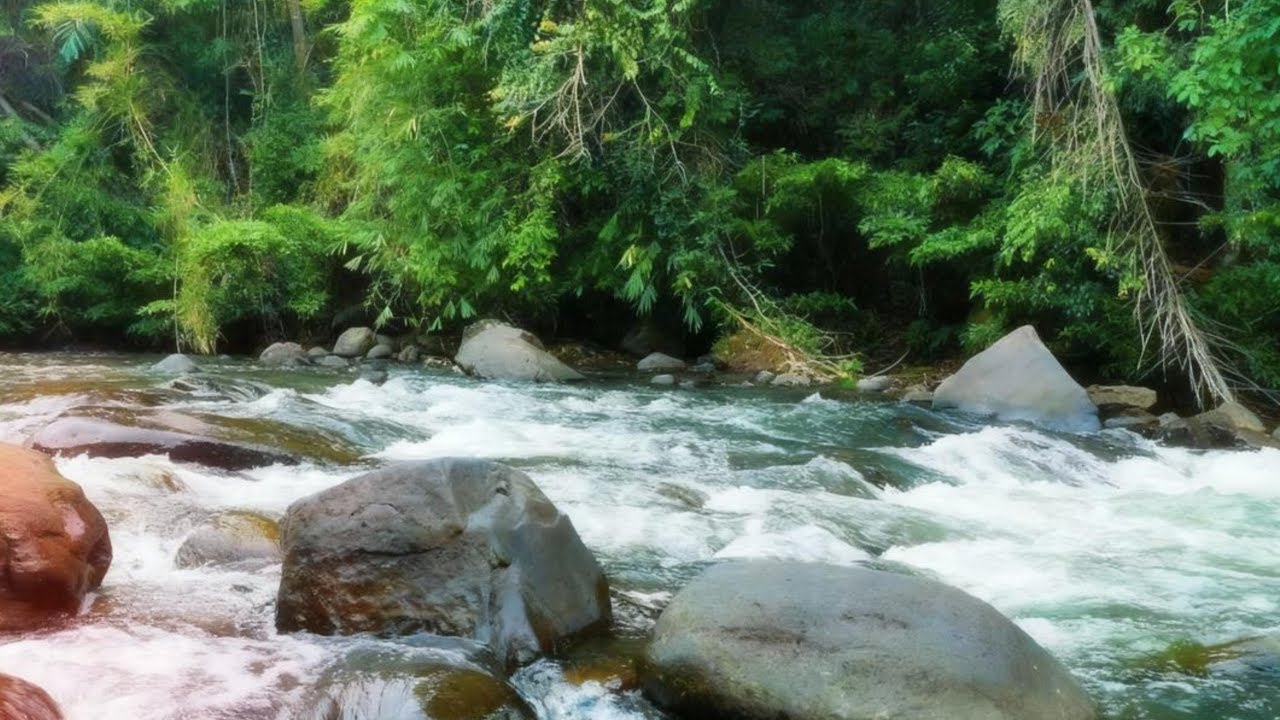 Gentle Flowing River Sounds 🌊 Forest Nature White Noise