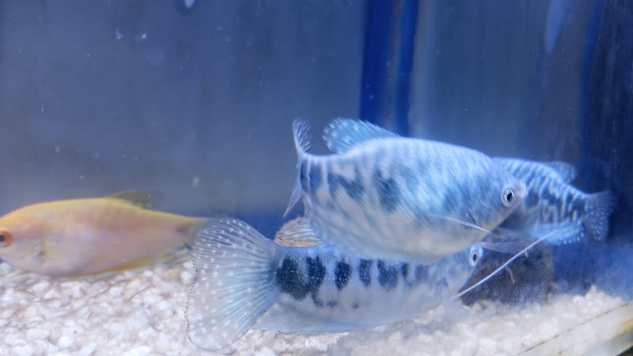 Let's see the Morning New five gourami fish live Part 21