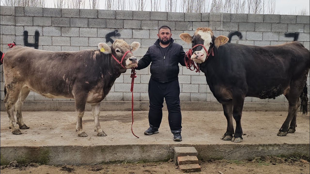 BREND FERMADAN🔥 TOZA QONLI GERMAN SHVEST PULI ARZONLARI SHOSHILAMIZ🔥
