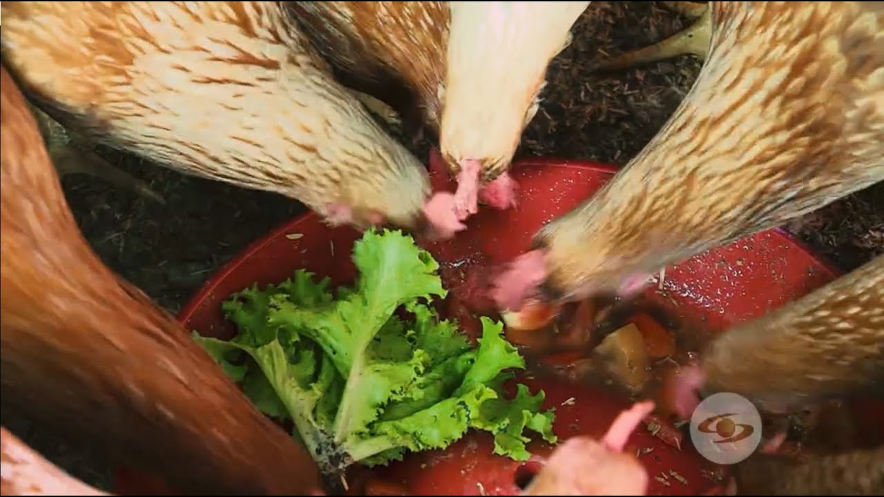 Remedio casero para prevenir la peste y subir las defensas en gallinas ponedoras