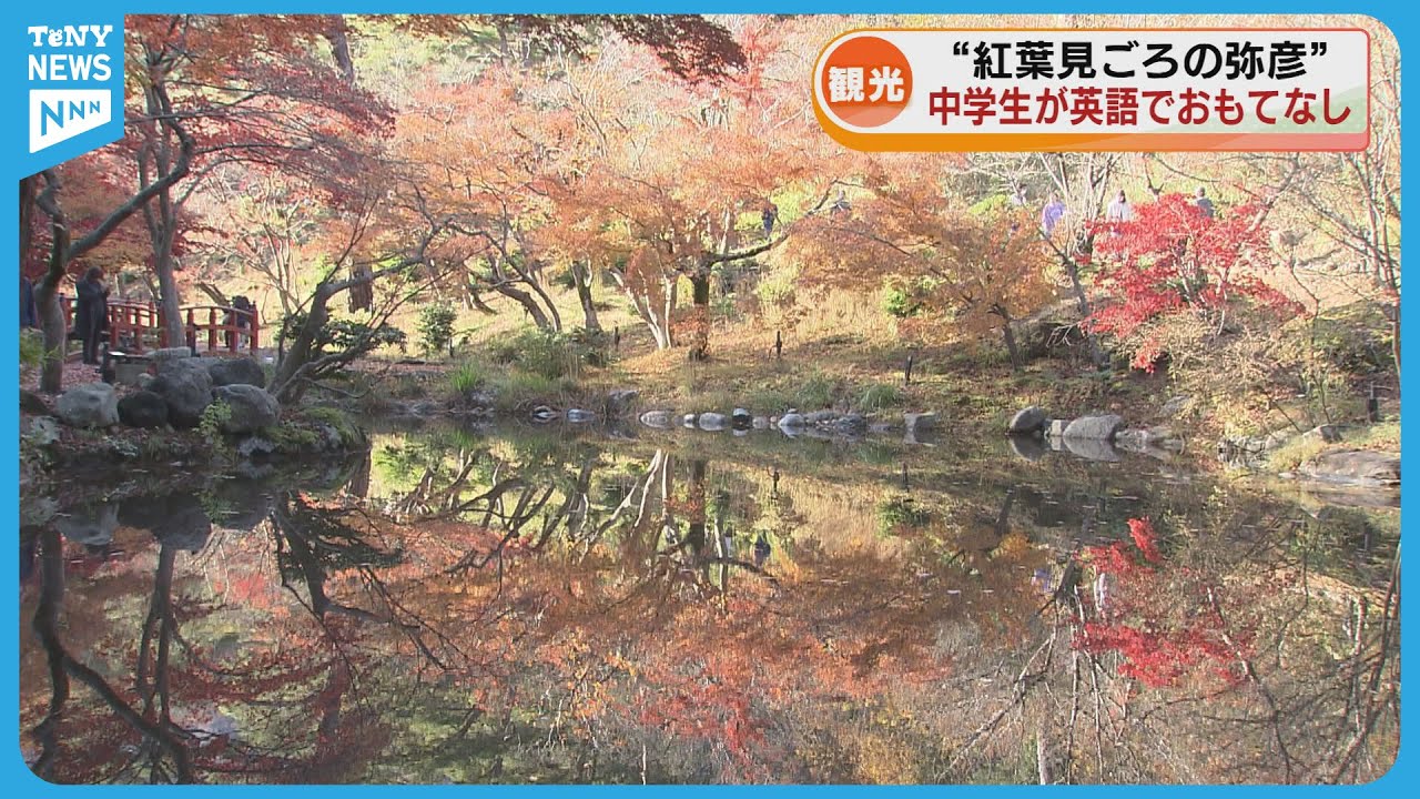 【観光】紅葉見ごろの弥彦「もみじ谷」　中学生が英語で魅力を伝える《新潟》