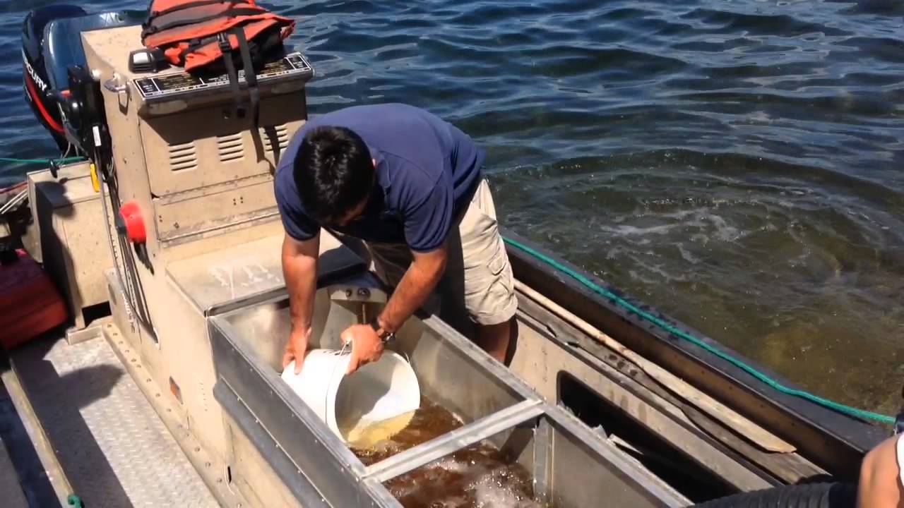 Stocking Walleye In Cazenovia Lake
