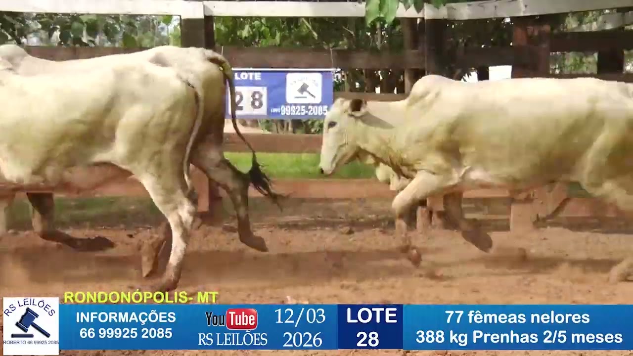 LOTE 28 - 77 FÊMEAS NELORE 388KG PRENHAS 2/5 MESES 