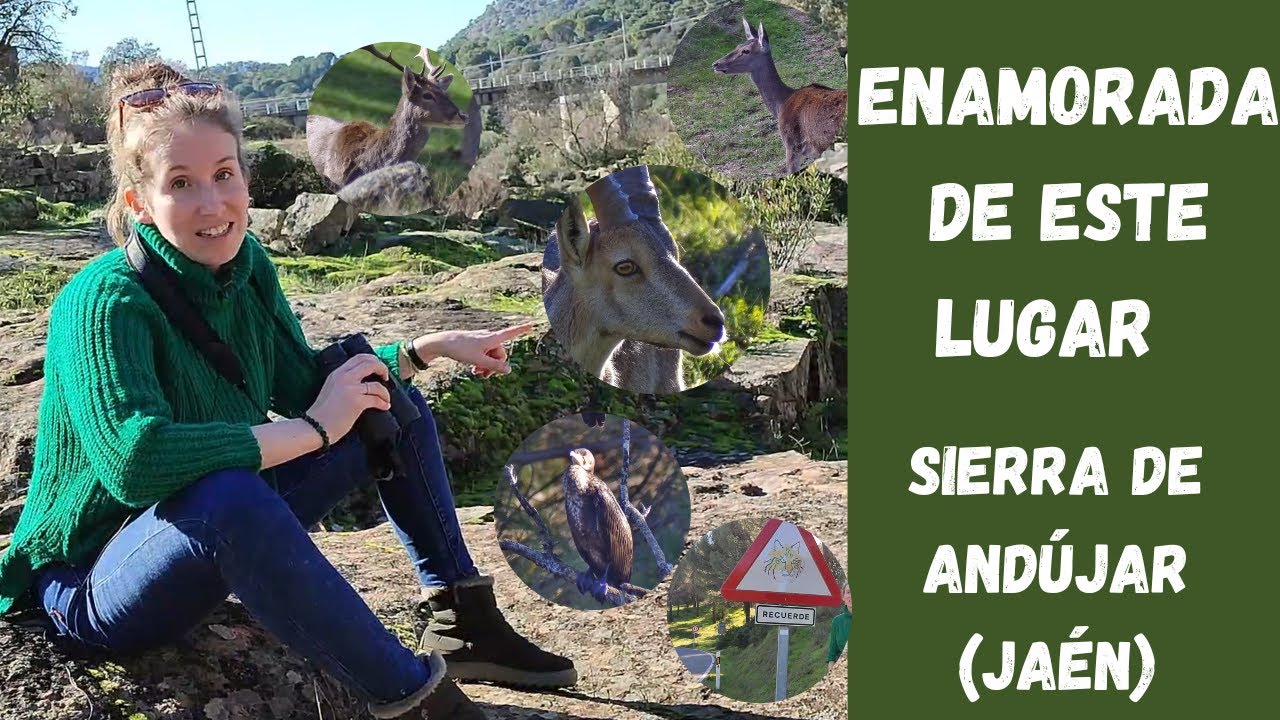El MEJOR LUGAR para observar lince ibérico y un montón de ungulados espectaculares | Fauna ibérica