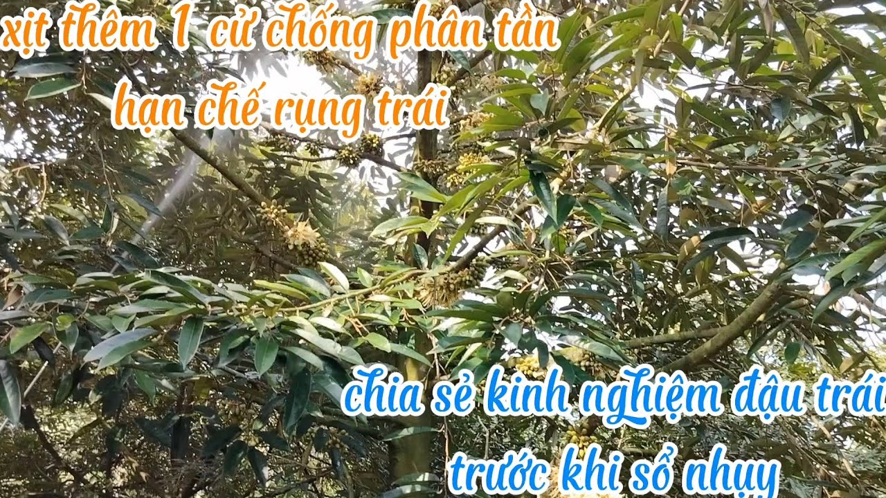 Xịt chống phân tần rời khi bông đang sổ nhụy lác đác vài bông 