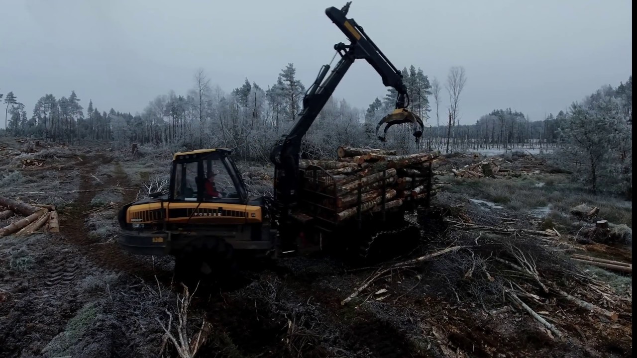 Wiatrołomy z PONSSE czyli sprzatanie  po wichurze | Ponsse | Buffalo | Bear | Elephant
