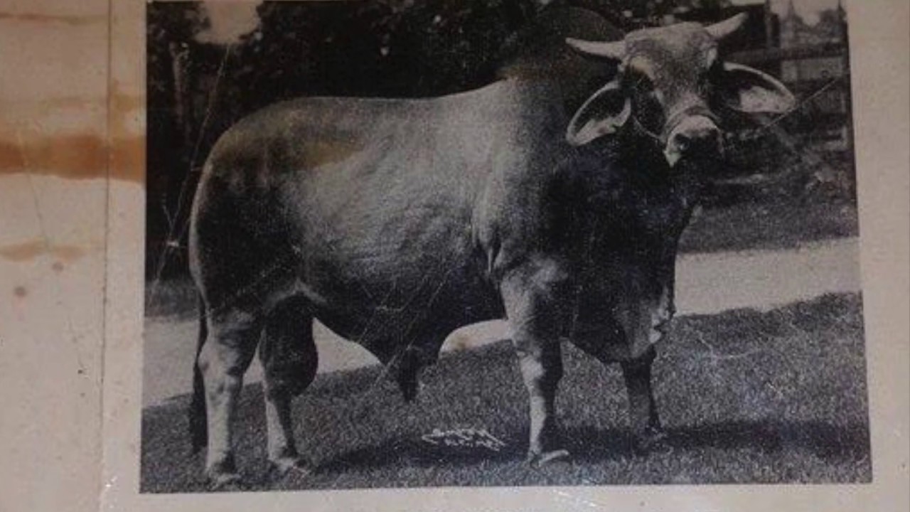 The Story of Manso &ndash; J.D. Hudgins, Inc.