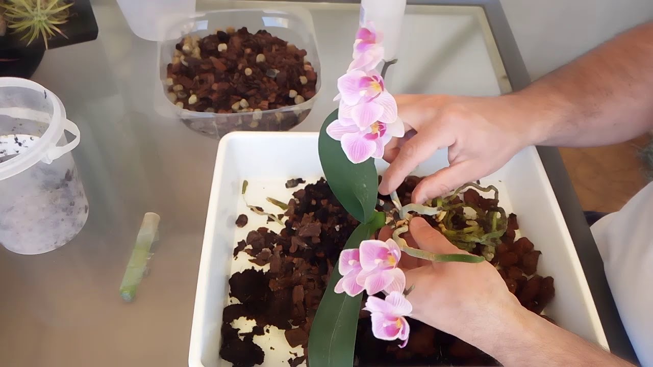 Transplante Orquídea en plena floración. Motivos.