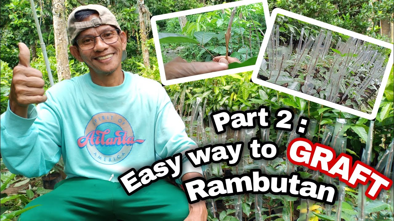 Paano magdugsong ng rambutan? | Rambutan Grafting | Noel Banal