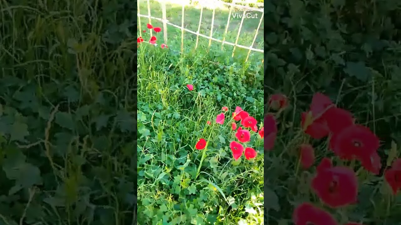 فصل الربيع في قرية سعلو ريف دير الزور الشرقي#دير_الزور #اكسبلور #cutebaby