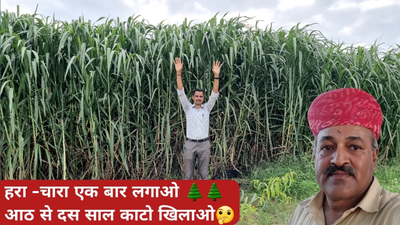Plant green fodder once. Milk production of cows and buffaloes will also increase. Green Fodder @FarmingGuruji