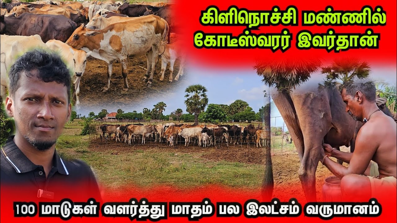 100 மாடுகள் வளர்த்து மாதம் பல இலட்சங்கள் உழைக்கும் கிளிநொச்சி அண்ணா @Spseelanvlogs126