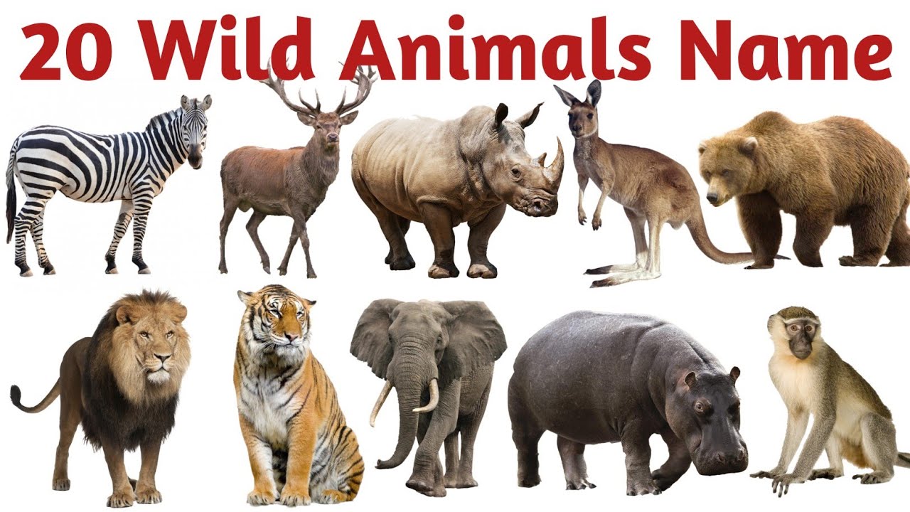 बच्चों के लिए 20 जंगली जानवरों के नाम | Wild Animals Name | Kids Learning Video