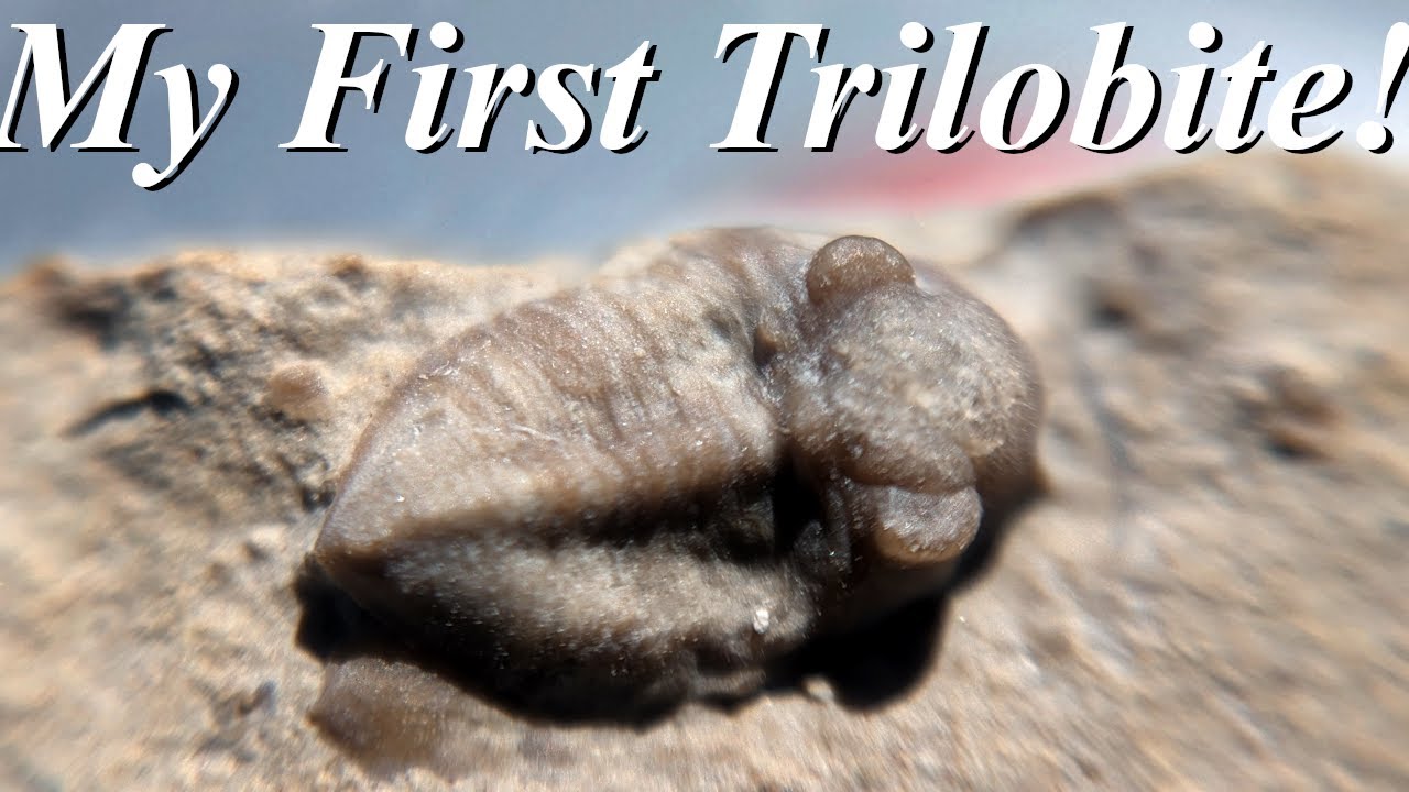 I Found My Very First Trilobite! Hunting for Deathplates Filled with Crinoids, Brachiopods, & More!