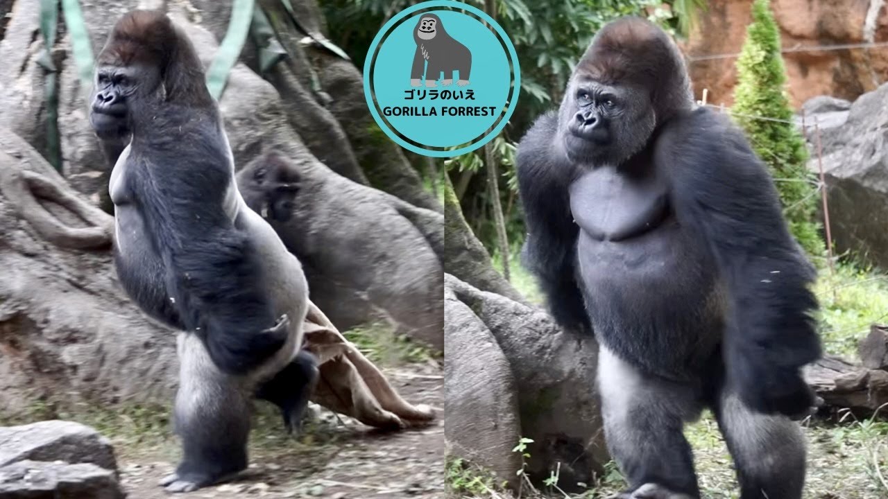 Silverback gorilla Haoko’s sprint 🦍💨【Ueno Zoo】