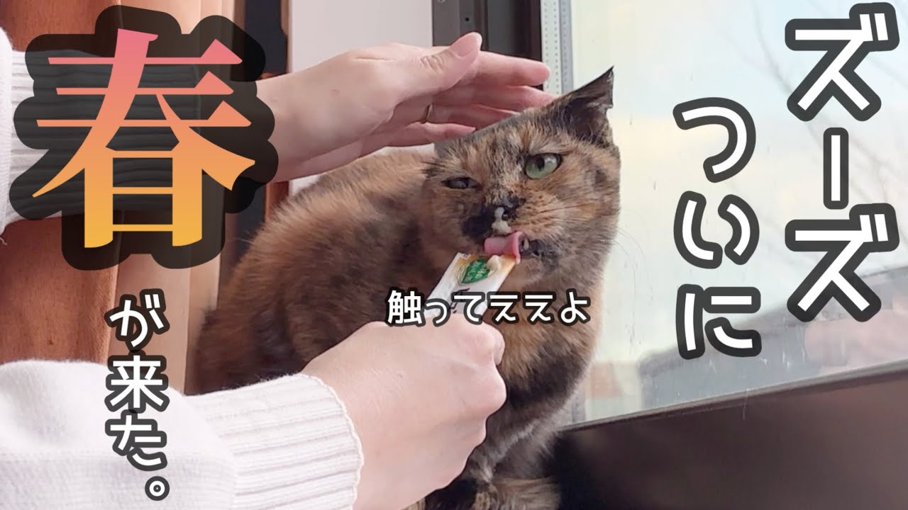 【ママ涙】ずっと心を閉ざしていたズーズに春が訪れました☘️