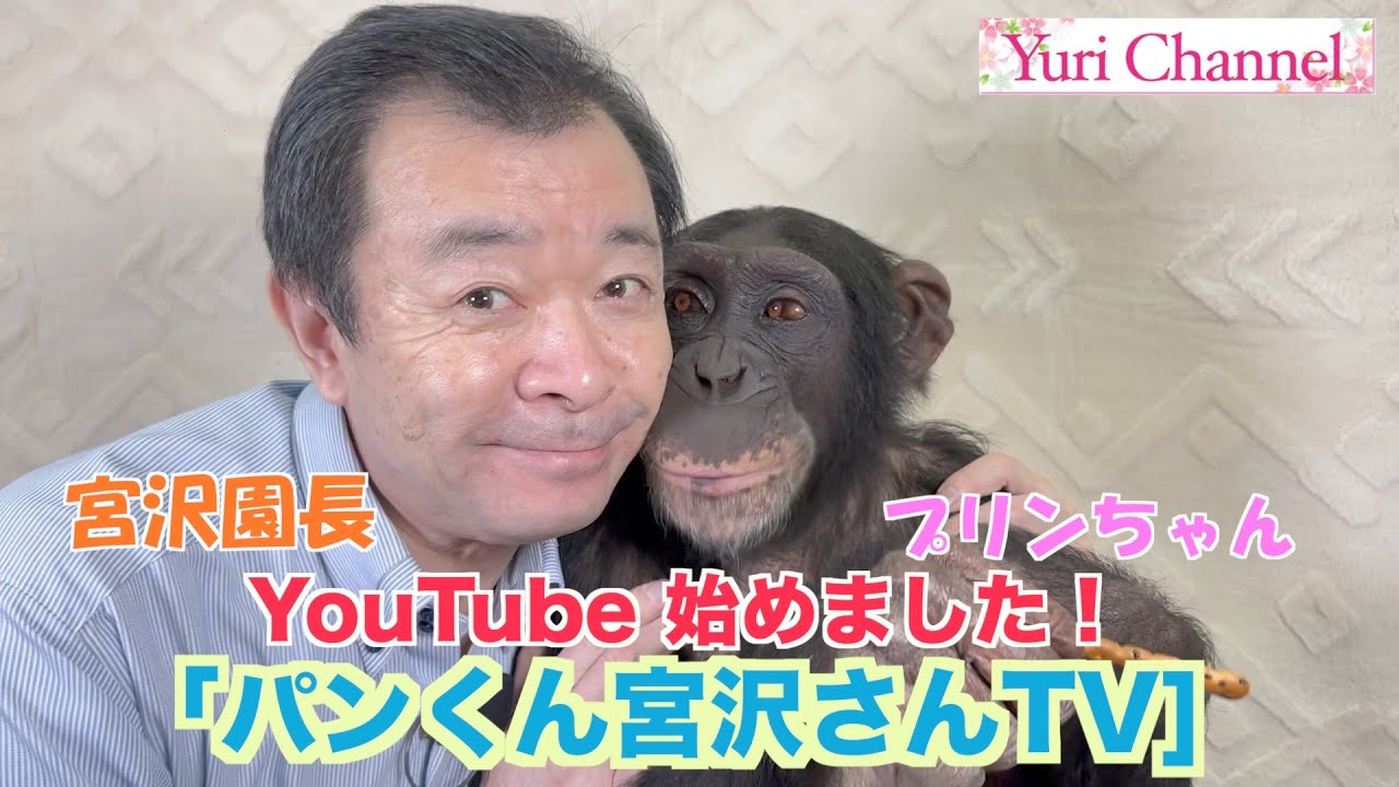 【宮沢園長】チンパンジーのプリンちゃんと一緒にお知らせ。YouTube始めました！「パンくん宮沢さんTV」新パートナーは、フサオマキザルの【チョコ太くん】