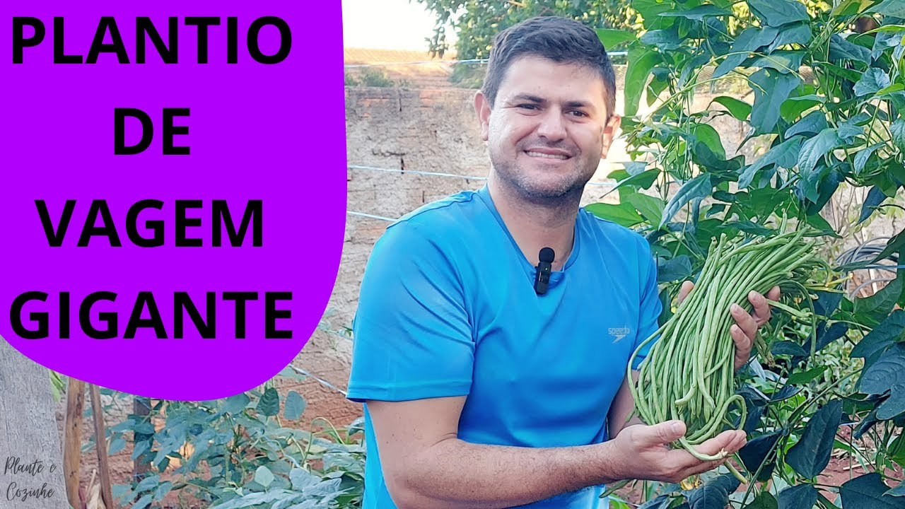 FEIJÃO VAGEM de METRO! A MELHOR VAGEM COMPRIDA para você PLANTAR na sua HORTA e ganhar dinheiro!