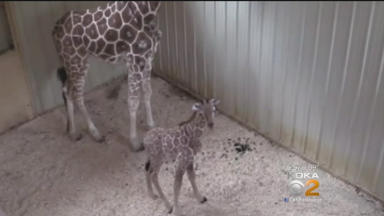 Living Treasures Wild Animal Park Welcomes Baby Giraffe