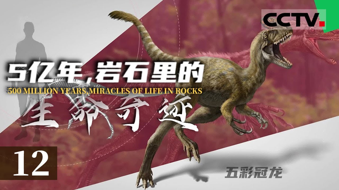 《5亿年 岩石里的生命奇迹》12 暴龙类的起源可以追溯至侏罗纪晚期 那时的暴龙 个头竟然跟人类差不多大&mdash;&mdash;华丽羽王龙【CCTV纪录】