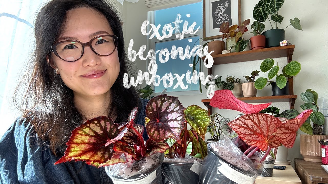 Plant Mail! Unboxing 6 Dream Begonias | Jolene Foliage