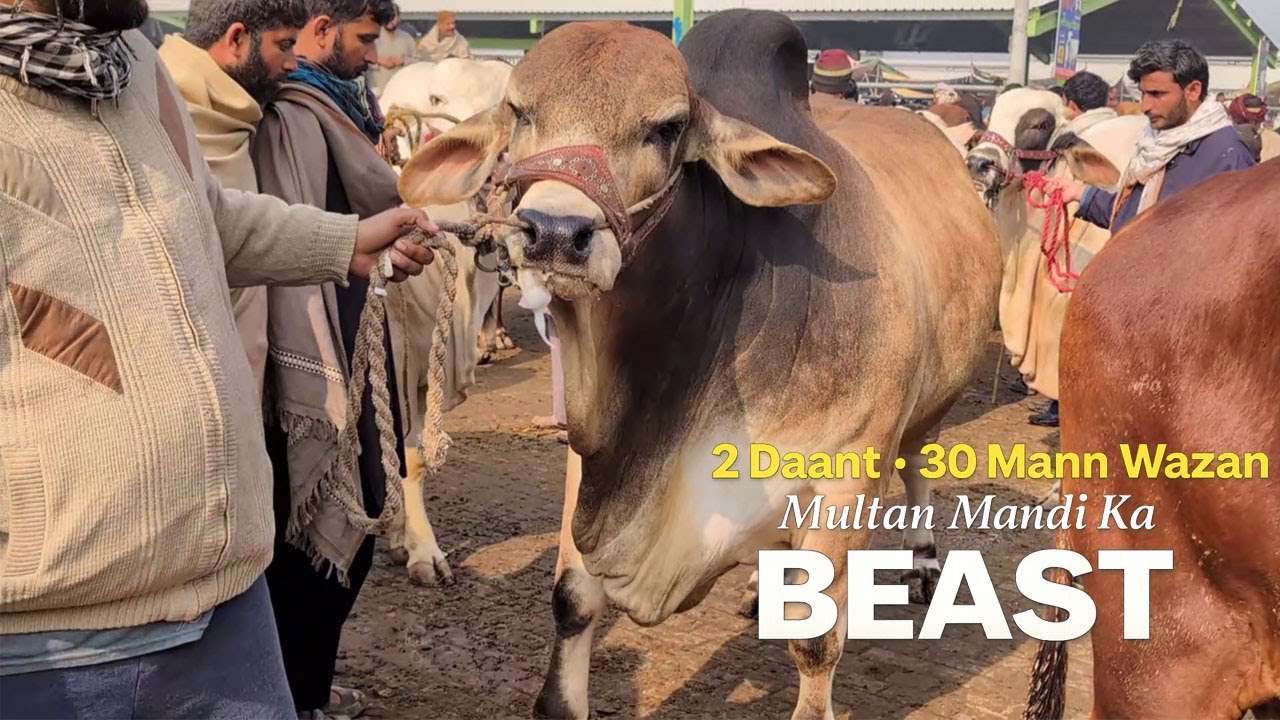 2 Daant Mein 30 Mann? 😱 | Multan Mandi Ka Sab Se Heavy Bachra