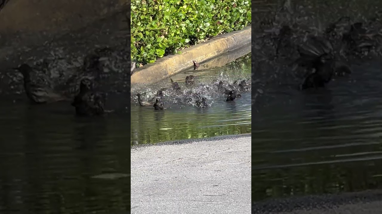 P&Aacute;JAROS CUERVOS EN MIAMI 🌴🐦&zwj;⬛🌴