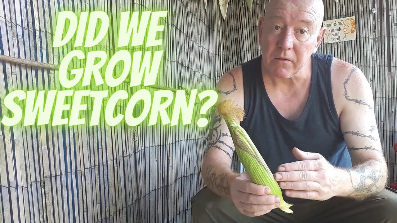 Did We Grow Sweetcorn? [Gardening Allotment UK] [Grow Vegetables At Home ]