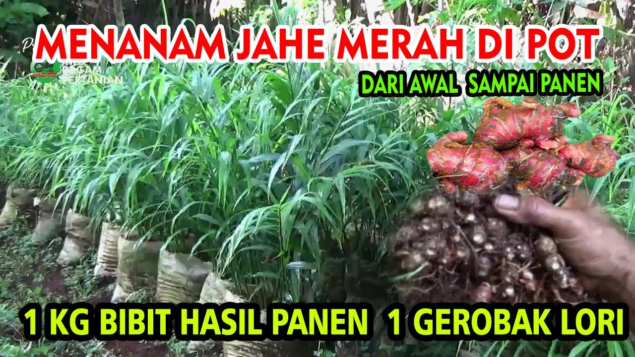 Panduan Lengkap Menanam JAHE MERAH Di Polybag Dari Awal Sampai Panen Versi IRP