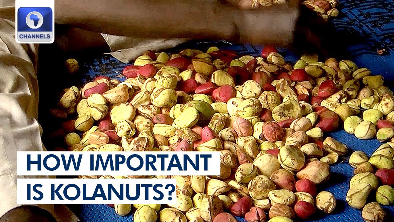 Unveiling The Cultural & Economic Importance Of Kolanut In Nigeria