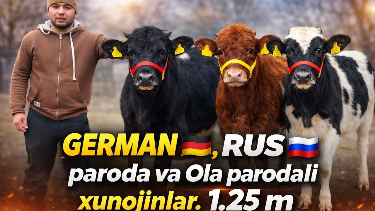 💥GERMAN shvet, RUS paroda va Ola parodali xunojinlar. 1.25 m. Sigirlikka tayyor🔥