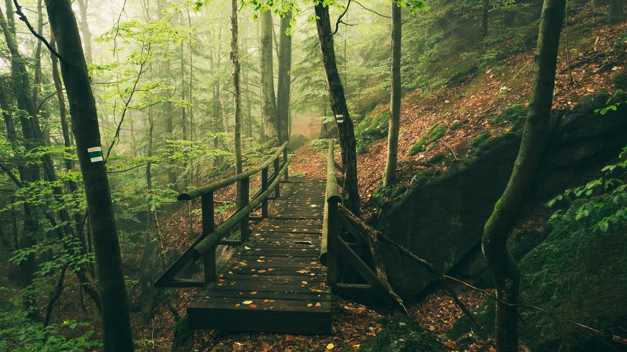 Jizerské hory - Jizerskohoské bučiny 2.díl :: Fotovlog # 98 :: Krajinářská #fotografie