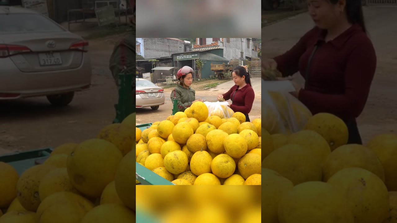 Eps004 Harvested 100+ Grapefruit, Use 3-Wheel Truck to Transport Grapefruit To Rural Market Sell 
