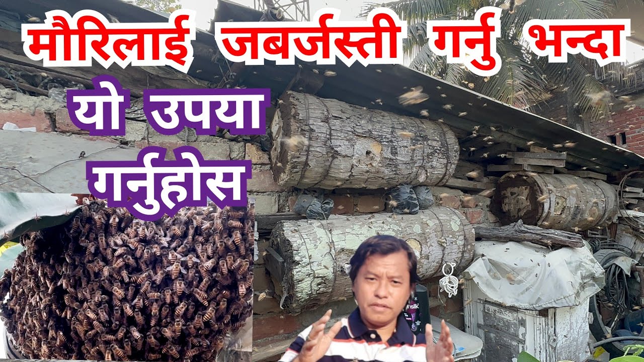 गोलालाई नछोपी पुरानो घार बाट छुट्टीएर भागेको मौरिलाई नया डुड्मा कसरी राख्ने।