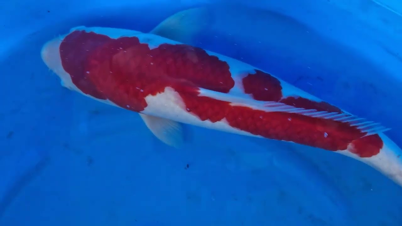 Zen Creation - Day 9 - Maruhiro Koi farm visit 2023