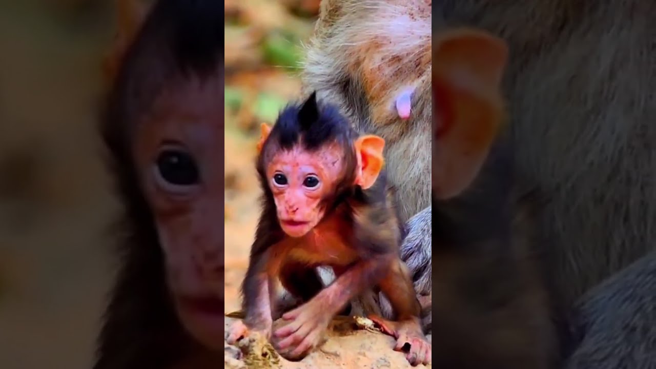 Still No Care By Mum Button Of Poor Baby....!