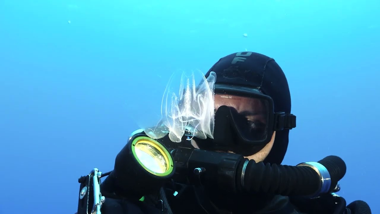 Diving World Ventotene